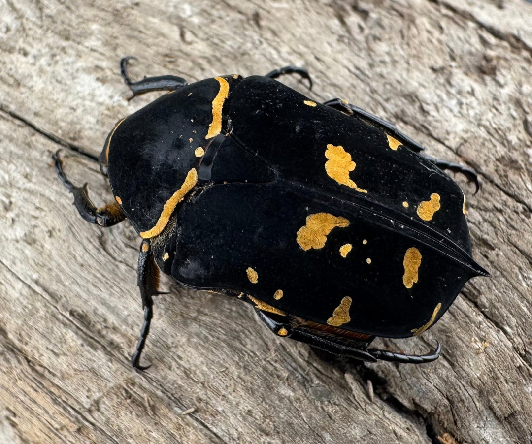 《ノックスキモンハナムグリ ペア》