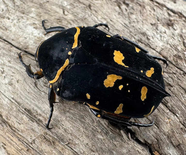 《ノックスキモンハナムグリ ペア》