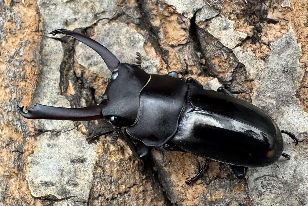 【WF1】《ビシグナートゥスコクワ APDV産 38mm ペア》Moro氏ブリード個体