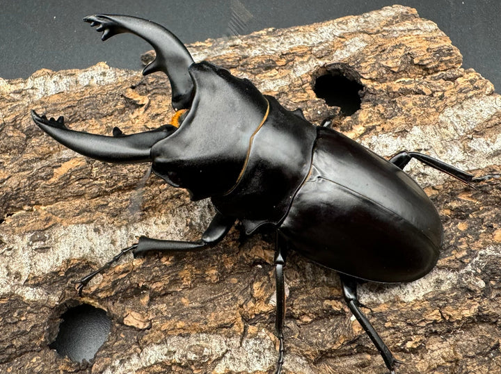 【WD】《アルケスツヤクワガタ 85mm ペア》