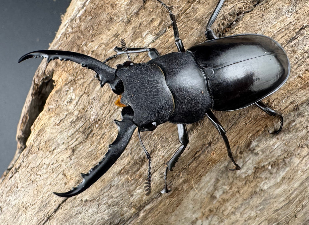 【WD】《アドゥンクスフタマタ ミャンマー北部亜種 52mm ♂♀♀トリオ》