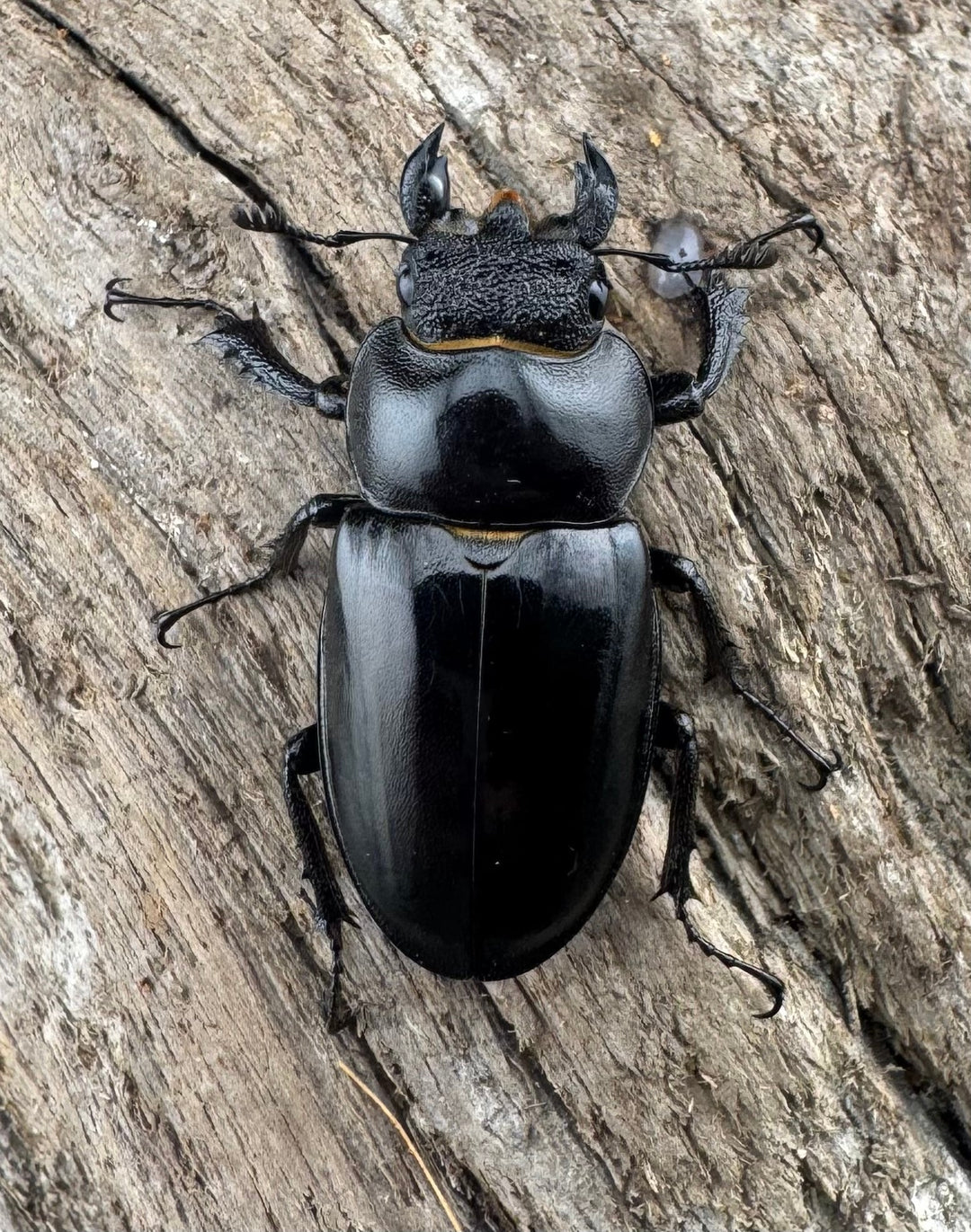 【WD】《ラエトゥスミヤマクワガタ 44.5mm ペア》