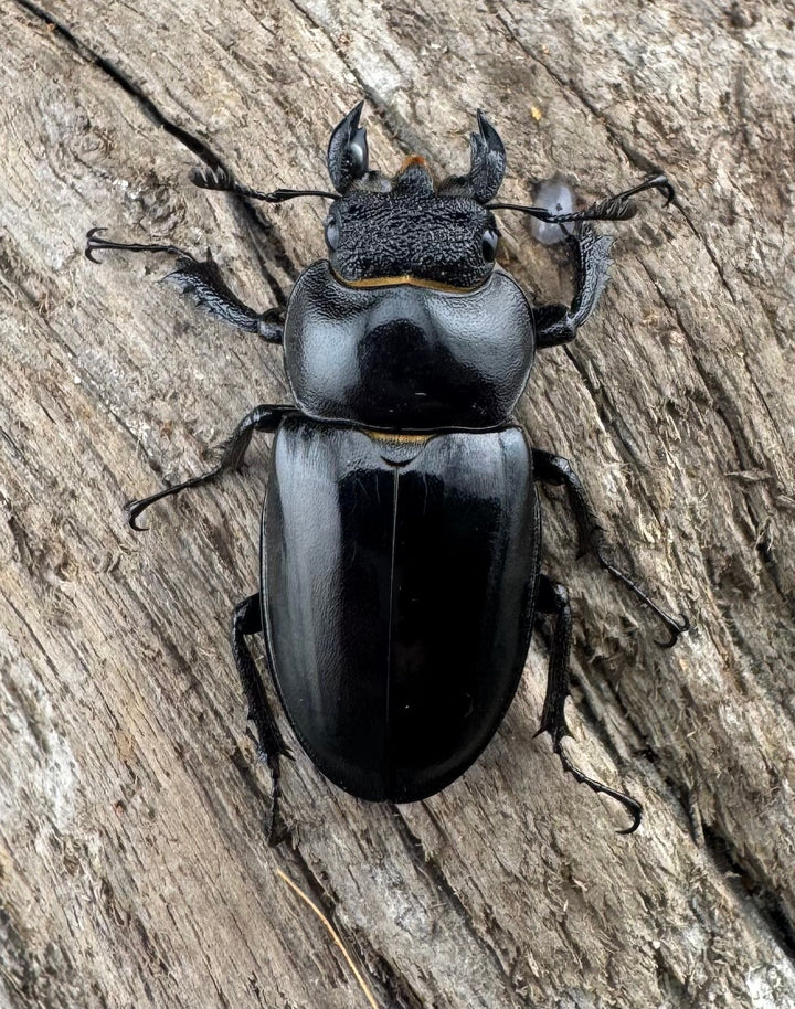 【WD】《ラエトゥスミヤマクワガタ 44.5mm ペア》