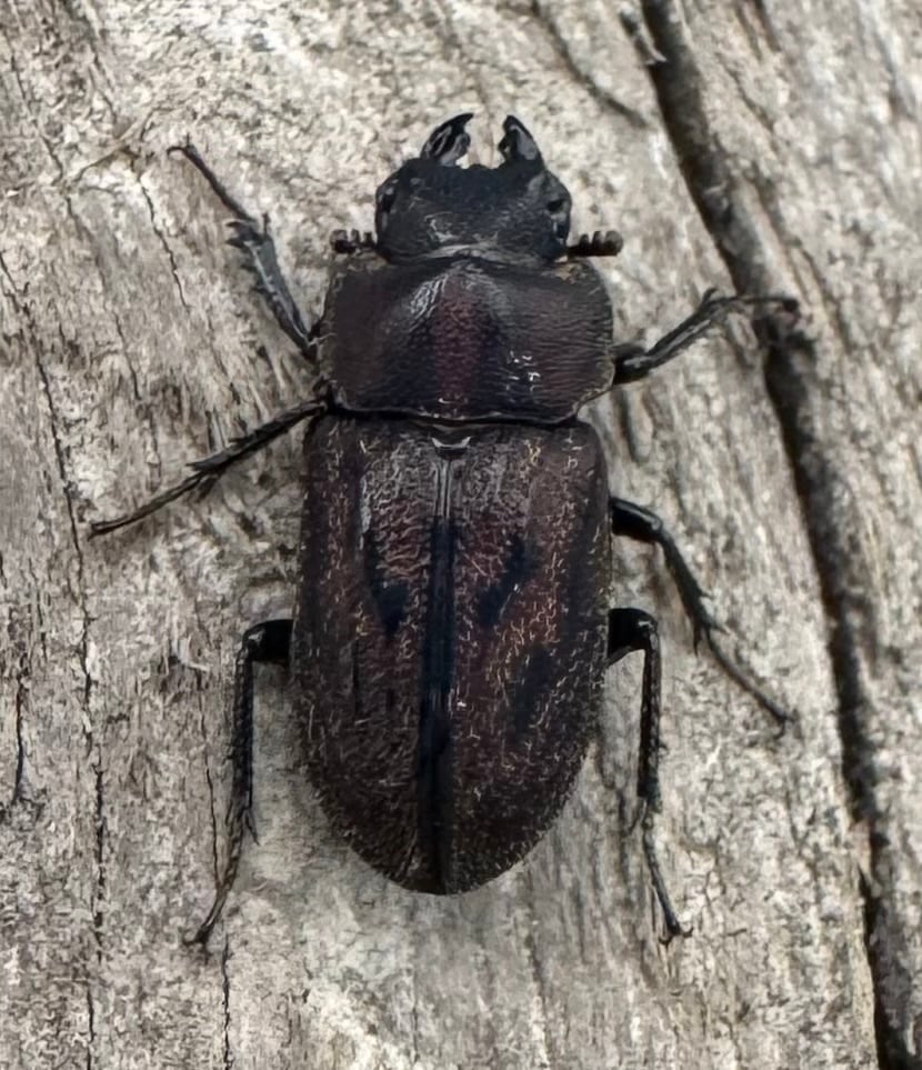 《ペルークワガタ Free ペア》