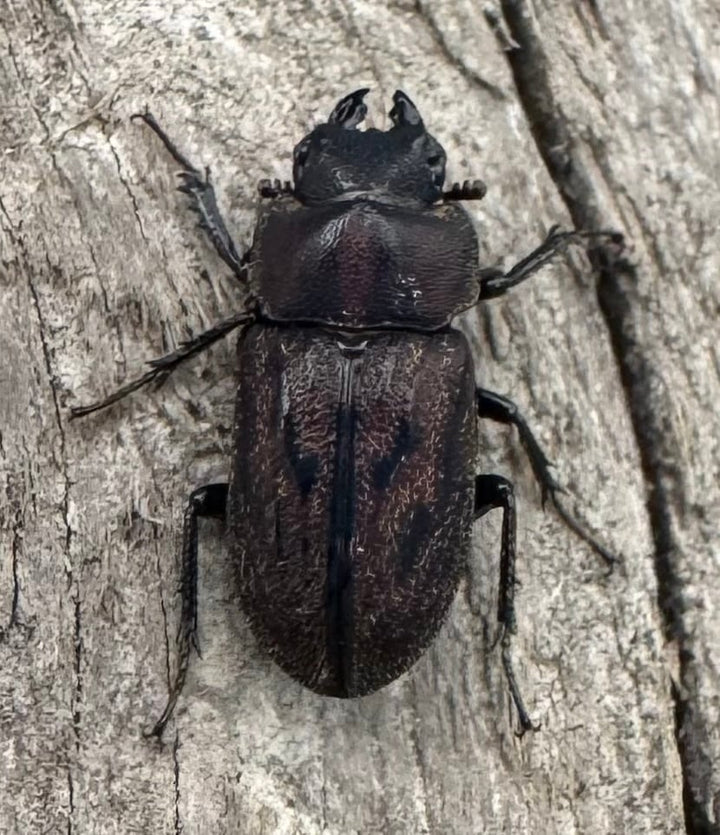 《ペルークワガタ Free ペア》