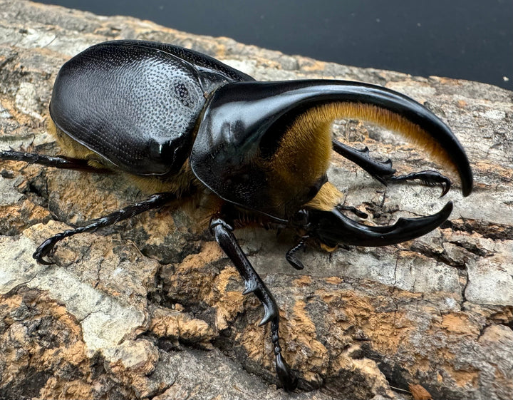 即ブリ《サタンオオカブト 79.5mm ペア》