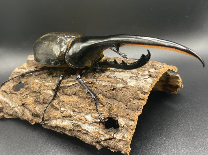 即ブリ《ヘラクレス・ヘラクレス 158mm ペア》