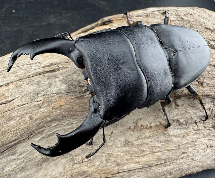 【WD】《スラウェシオオヒラタ 南スラウェシ産 91mm ペア》