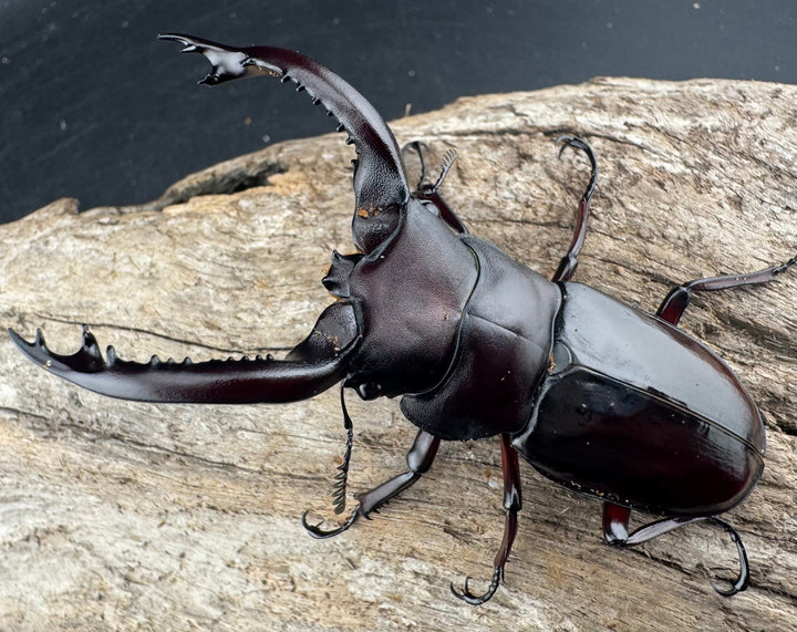 《フォルスターフタマタ原名亜種 73mm ペア》