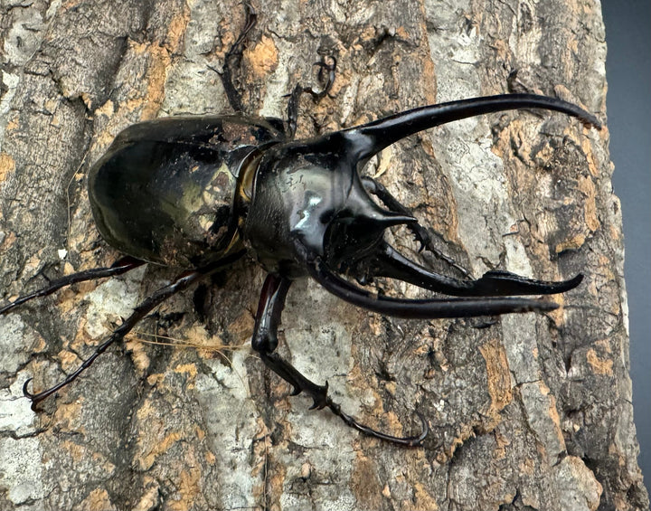 【WD】《ミンダナオアトラスオオカブト 94mm ♂単》