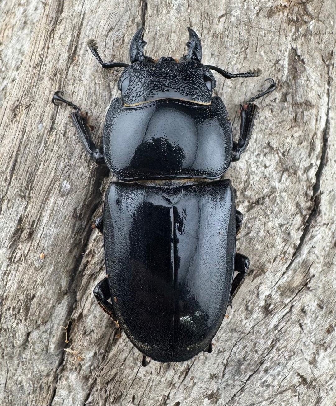 【WF1】《パラワンオオヒラタクワガタ 76mm ペア》