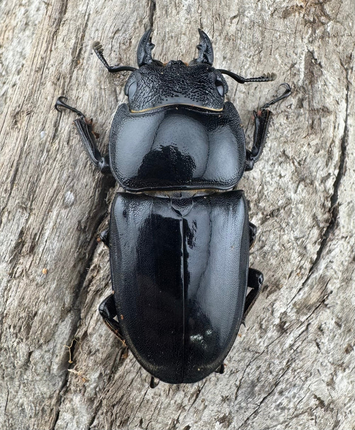 【WF1】《パラワンオオヒラタクワガタ 76mm ペア》