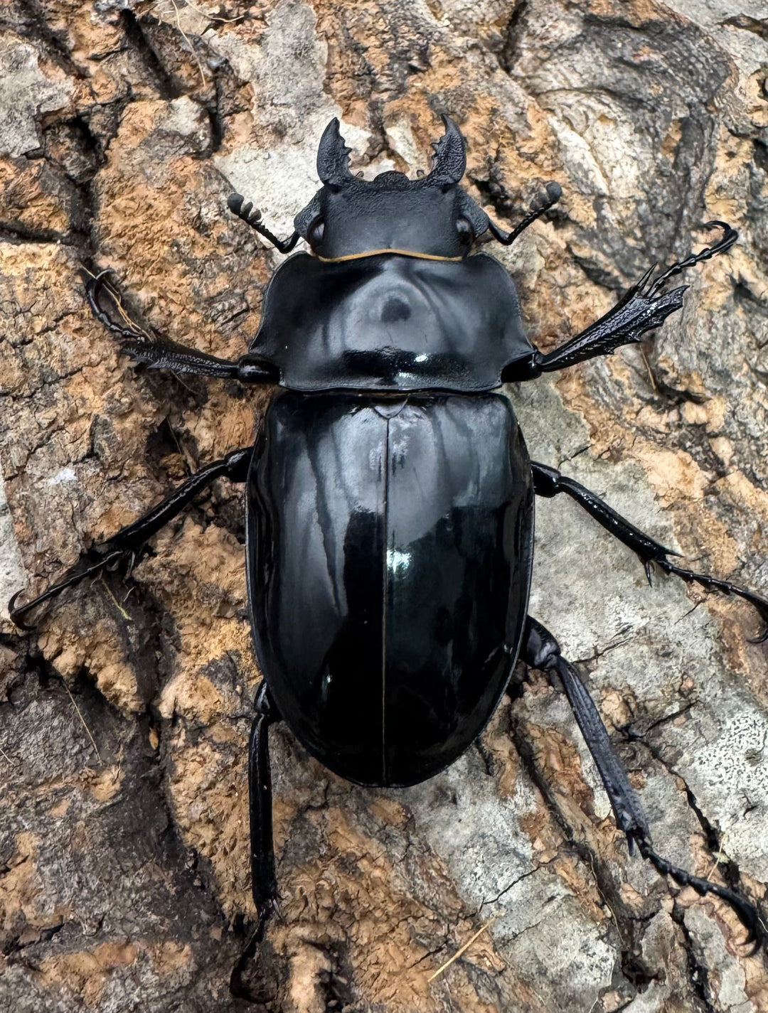 【WD】《インターメディアツヤクワガタ ネグロス産 96.5mm ペア》