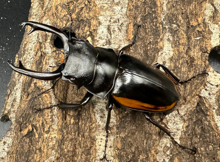 【WD】《スティーブンスツヤ亜種mamaesaensis 71mm ペア》