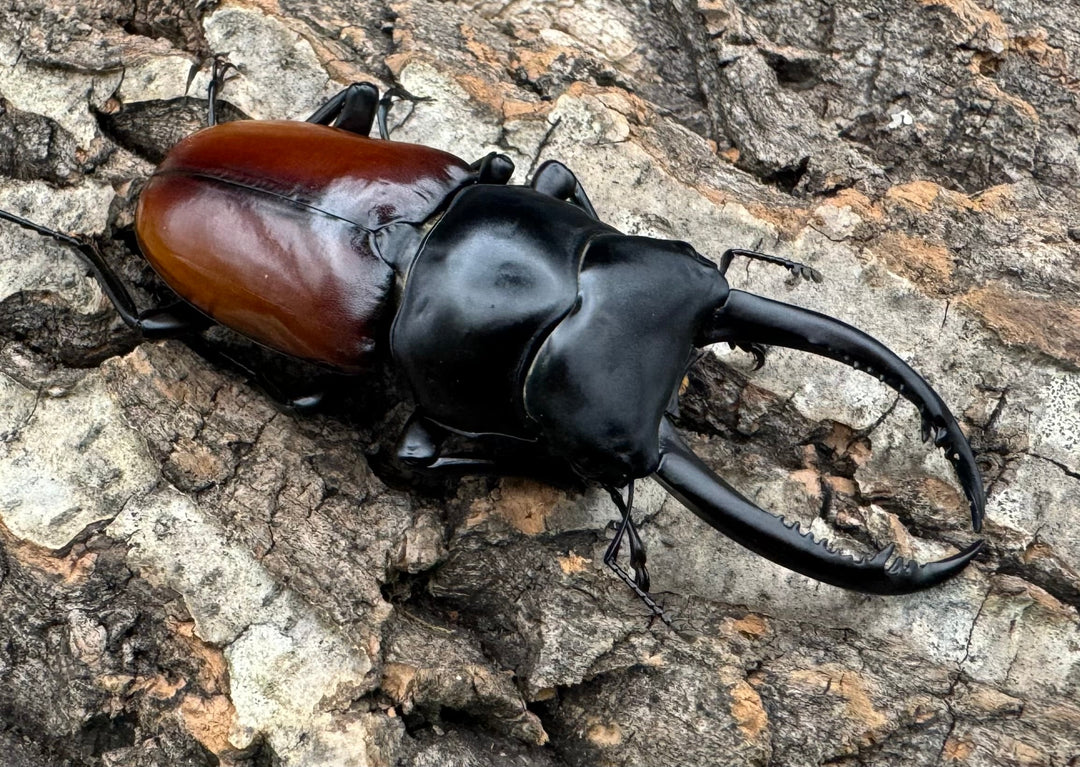 【WF2】《アローコクワ亜種リエン 68mm ペア》