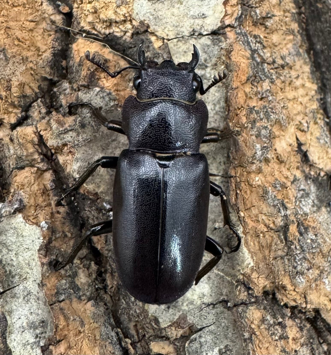 【美麗】《メタリフェルホソアカ 74mm ペア》わたくわ氏ブリード個体