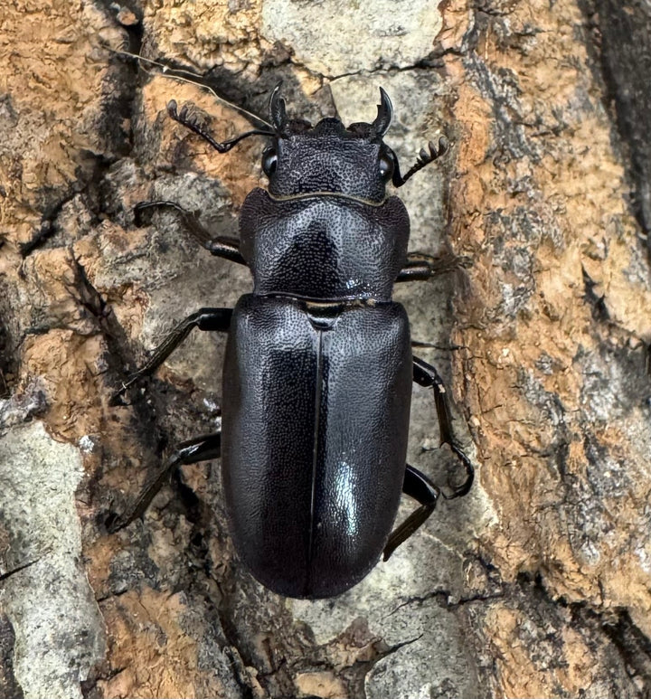 【美麗】《メタリフェルホソアカ 74mm ペア》わたくわ氏ブリード個体