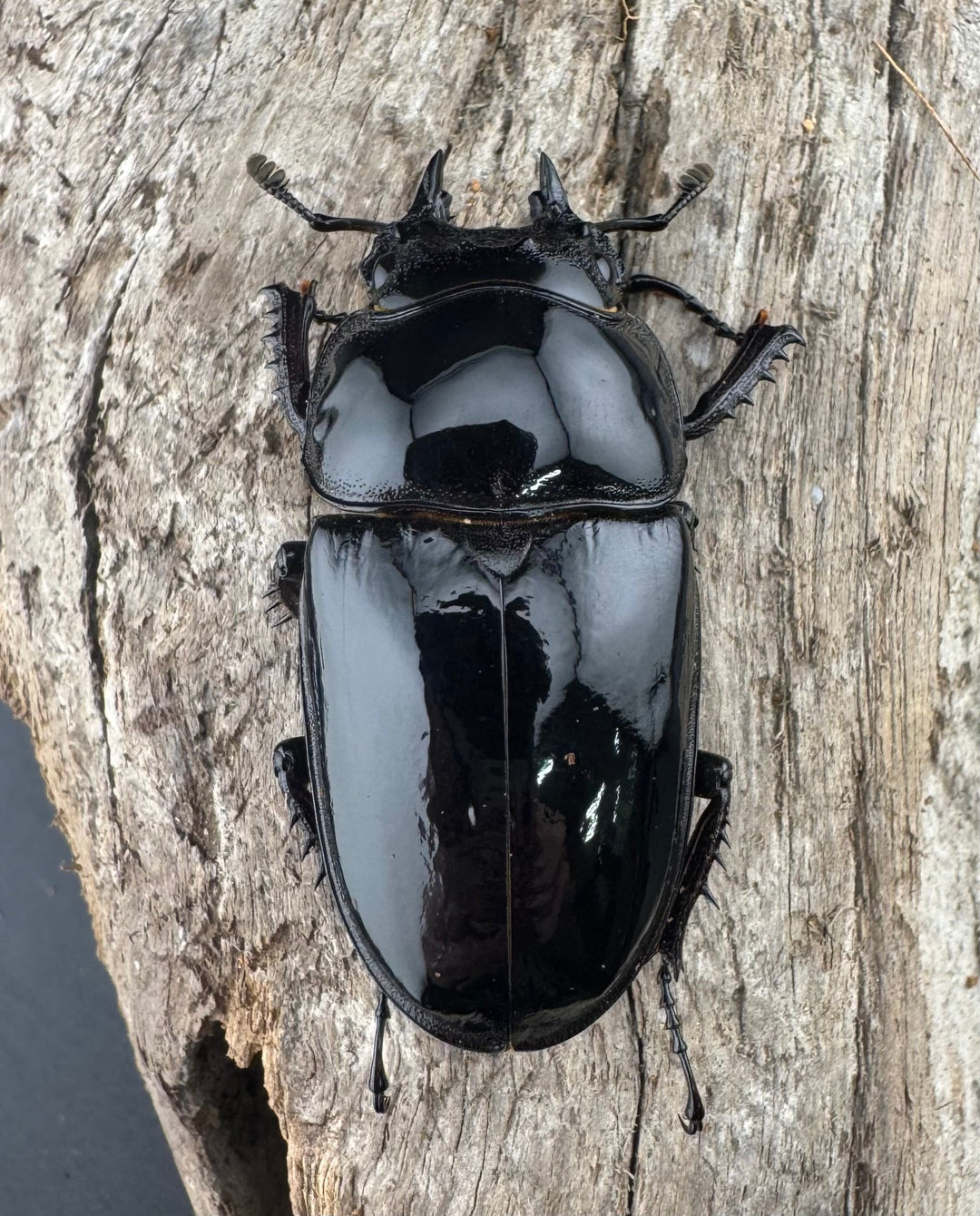 《レギウスオオツヤクワガタ 79.5mm ペア》