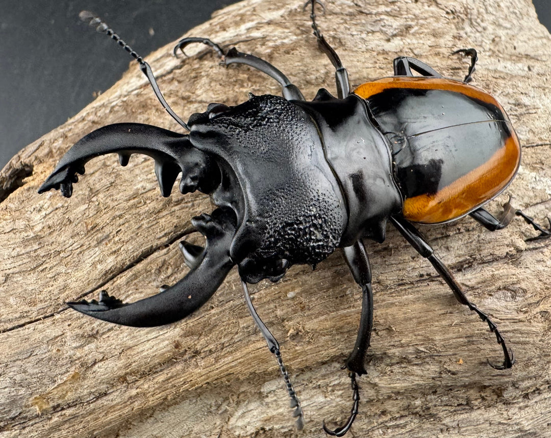 【WD】《ワラストンツヤクワガタ 70mm ペア》