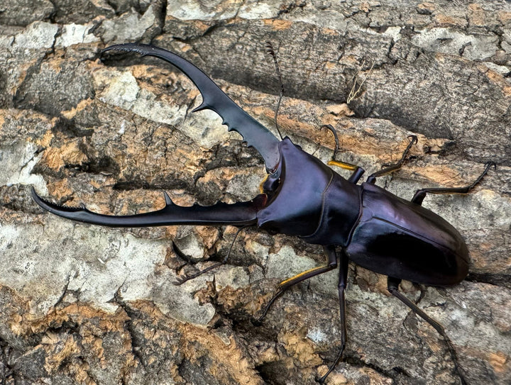 【美麗】即ブリ《メタリフェルホソアカ 69mm ペア》わたくわ氏ブリード個体