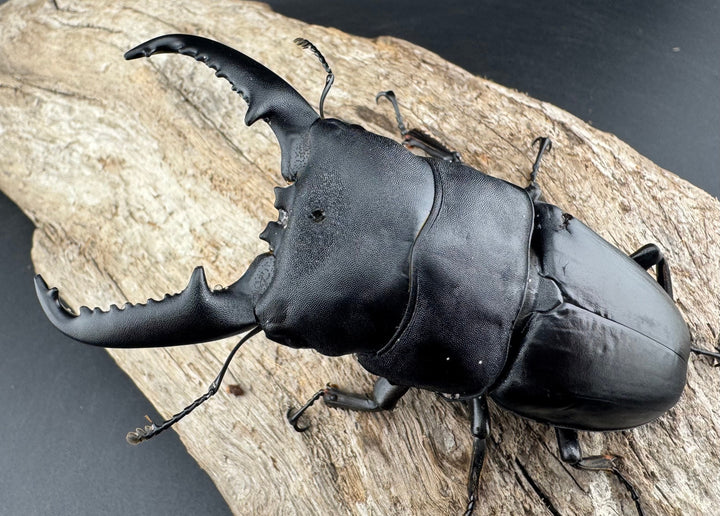 【WD】《パラワンオオヒラタ バタラザ産 92mm ペア》