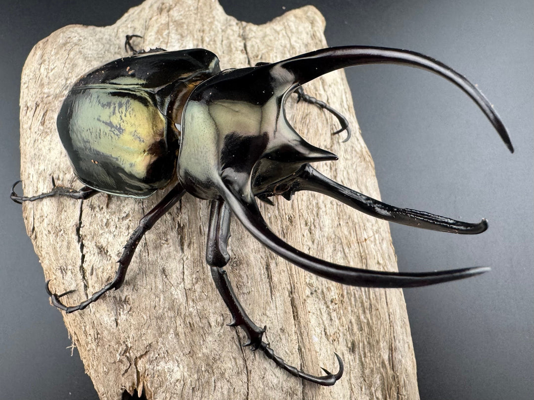 【WD】《ミンダナオアトラスオオカブト キダパワン産 96mm ペア》