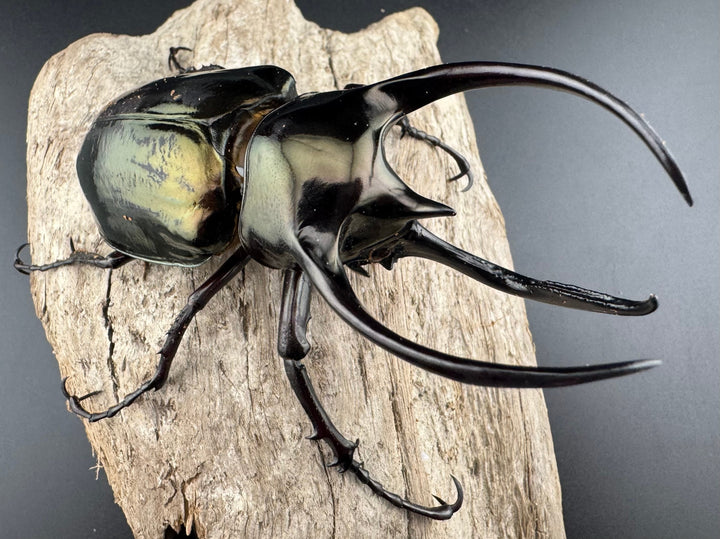 【WD】《ミンダナオアトラスオオカブト キダパワン産 96mm ペア》