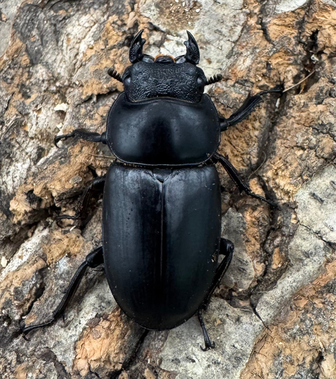 《インドアンタエウス サディア産 81mm ペア》