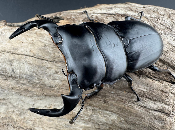 【WD】《アンタエウスオオクワ亜種miyashitai 74mm ペア》