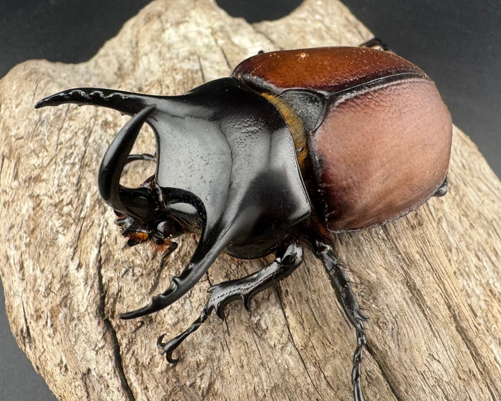 【WD】《サンボンヅノカブト 61mm ペア》