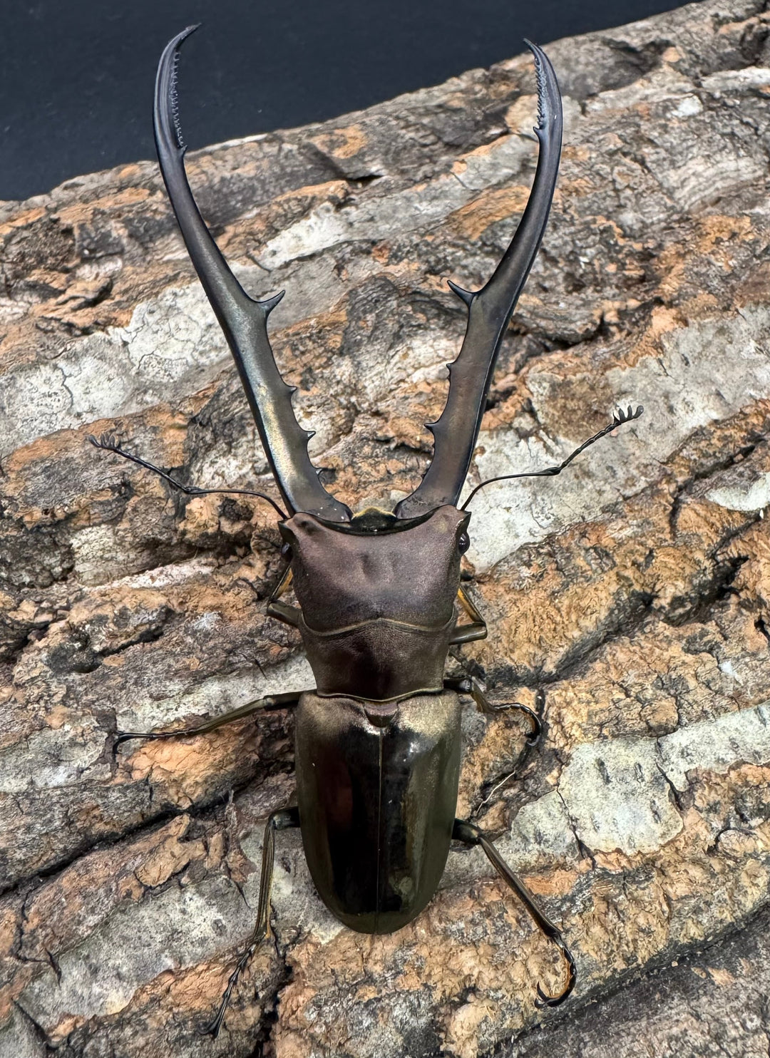 【WD】《メタリフェルホソアカ亜種finae 85mm ペア》