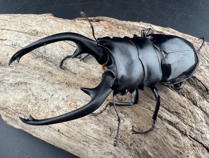 【WD】《インターメディアツヤクワガタ ネグロス島産 95.5mm ペア》