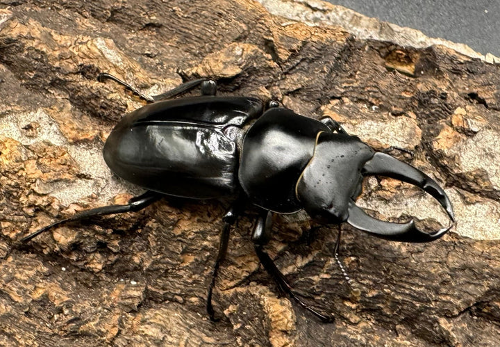 【F0】《ブラナウンコクワ 46mm ペア》