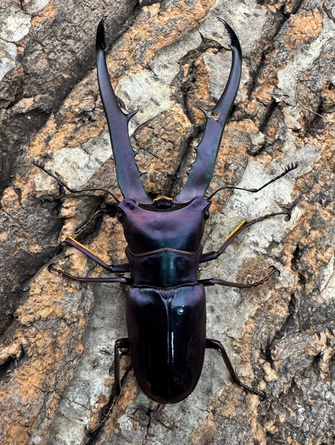 【美麗】《メタリフェルホソアカ 77mm ペア》わたくわ氏ブリード個体