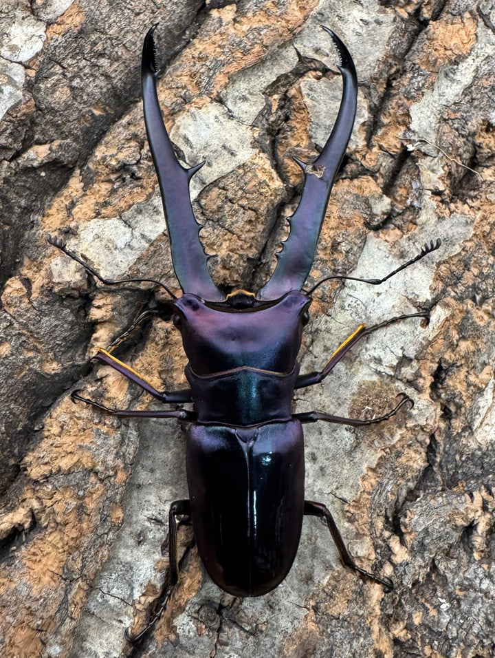 【美麗】《メタリフェルホソアカ 77mm ペア》わたくわ氏ブリード個体