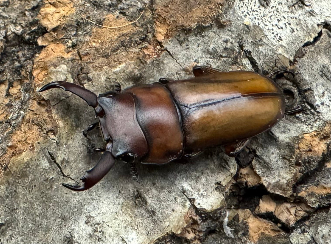 【WD】レア種《エレガントゥルスコクワ亜種akaishii 22.5mm ♂単》