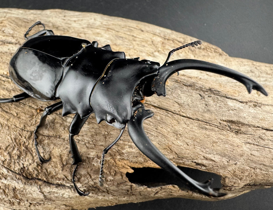 【WD】《ダールマンツヤクワガタ亜種セレベンシス 81.5mm ペア》