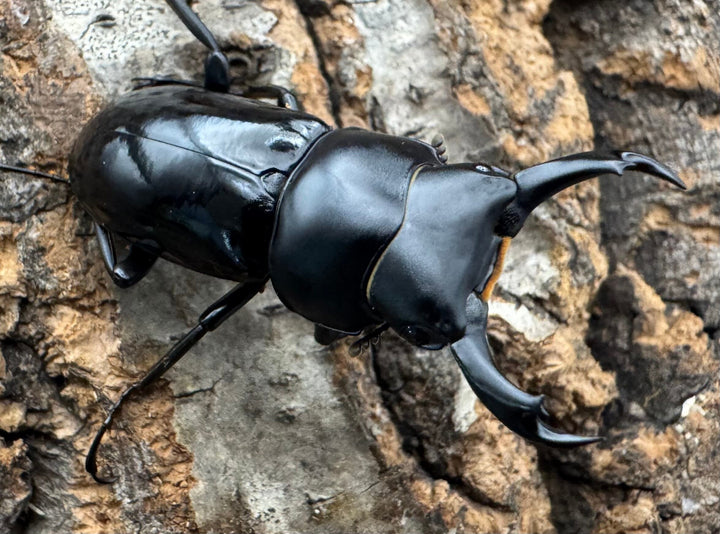 【WD】《セメノウコクワ 雅安産 36mm A'品ペア》