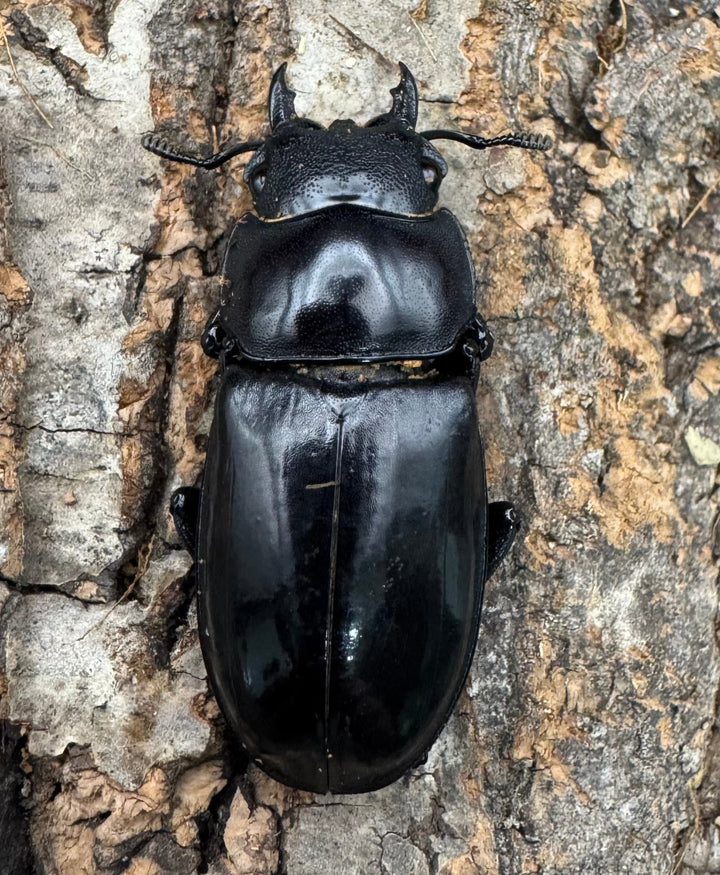 【WD】《マンディブラリスフタマタ 93.5mm ペア》