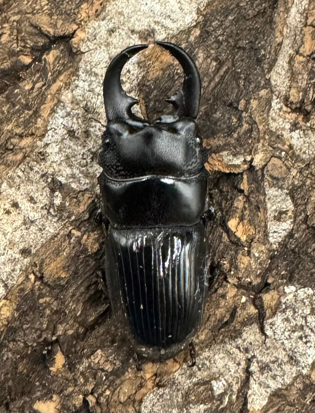 【WD】《アクミナートゥスネブト 31mm ペア》