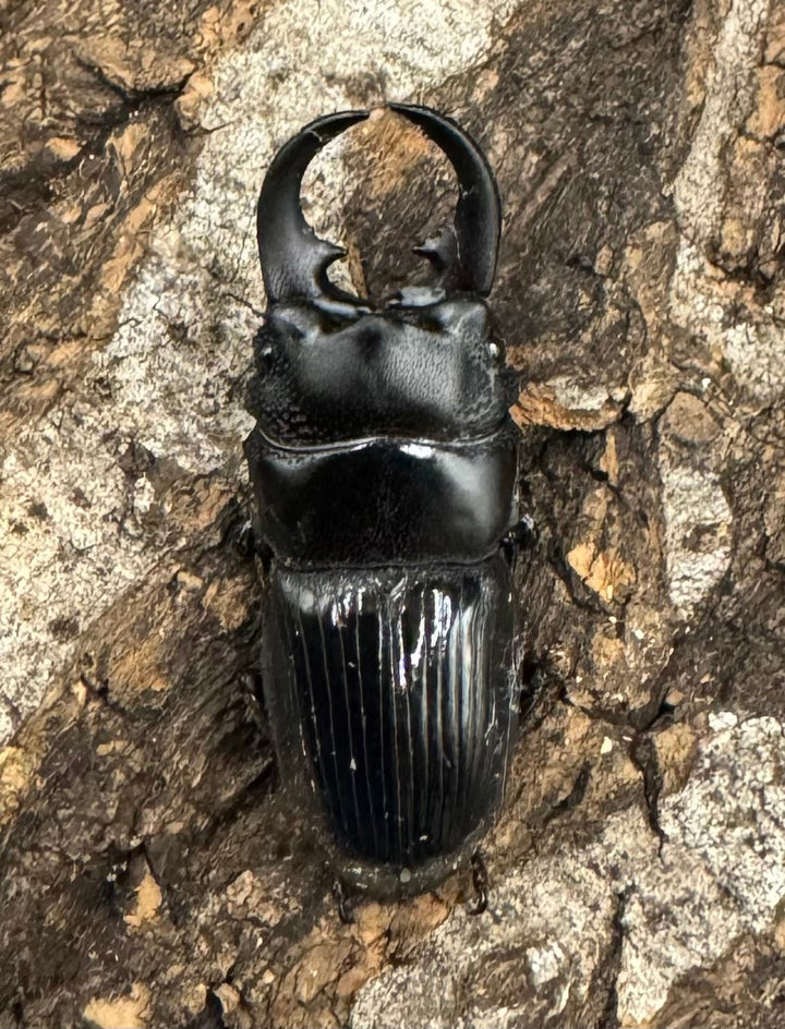 【WD】《アクミナートゥスネブト 31mm ペア》