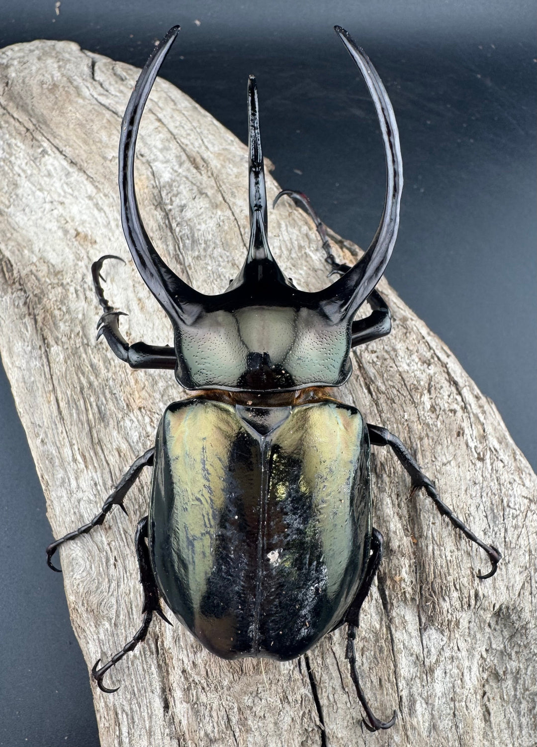 【WD】《ミンダナオアトラスオオカブト マラグサン産 99mm ペア》