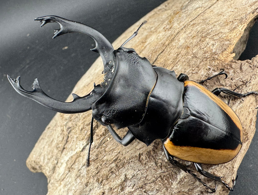 【WD】《クベラツヤ亜種sinensis バックカン産 87.5mm ペア》