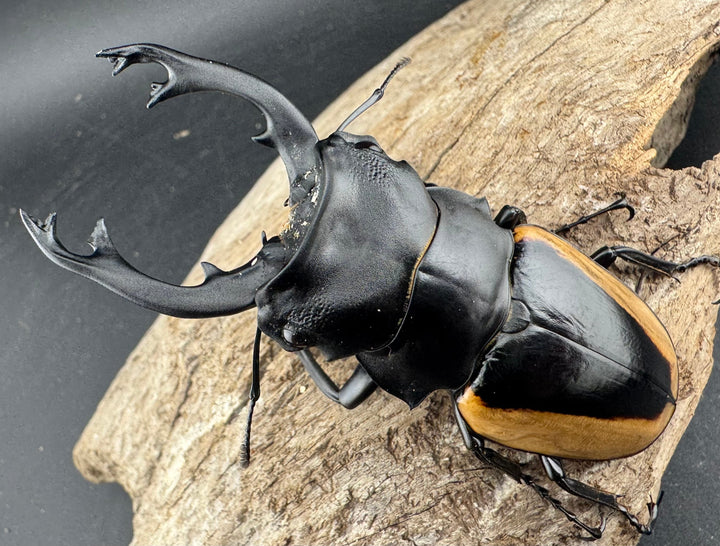 【WD】《クベラツヤ亜種sinensis バックカン産 87.5mm ペア》