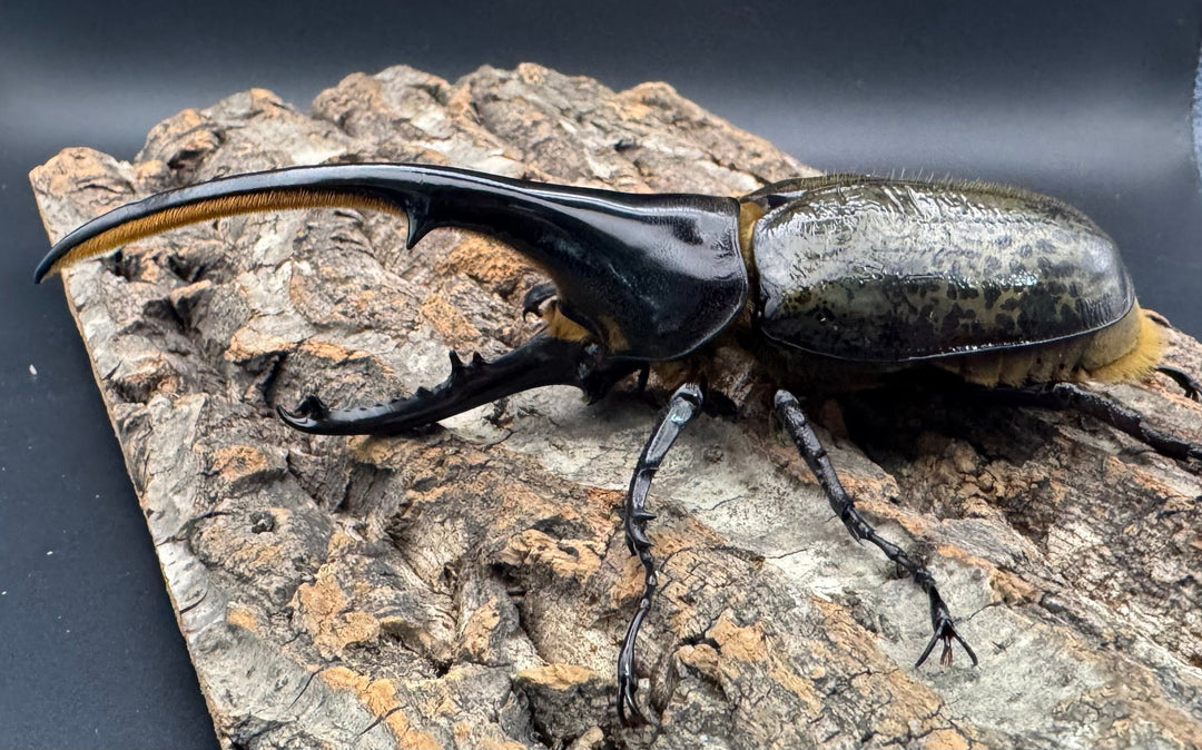 《ヘラクレス・ヘラクレス 143mm ペア》