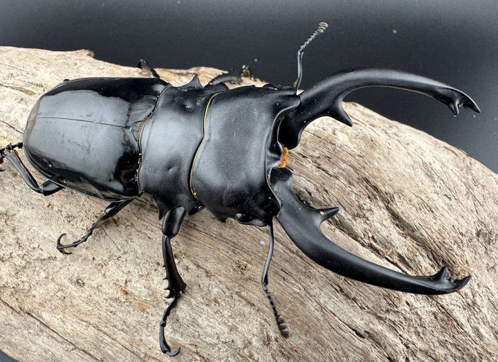 【WD】《インターメディアツヤクワガタ パラワン産 97mm ペア》