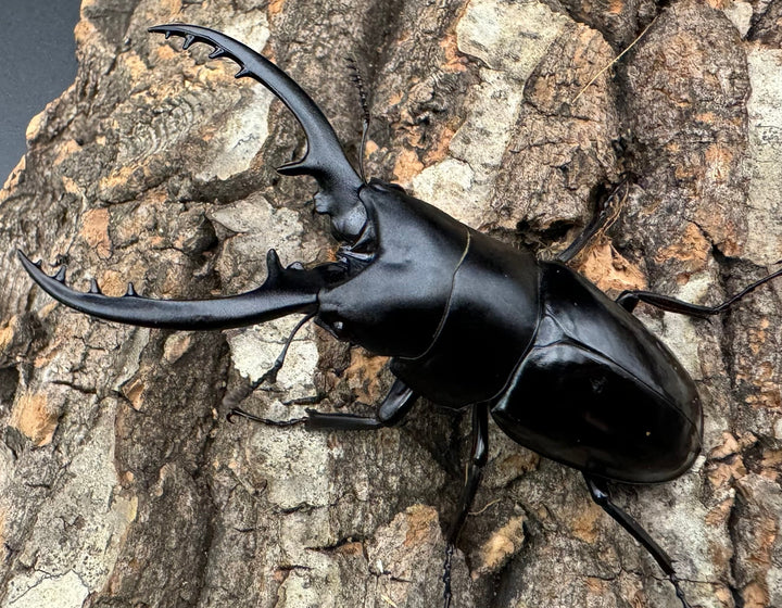 【WD】貴重種《フォルフィクラノコギリ（マルバネノコギリ） 70mm ペア》