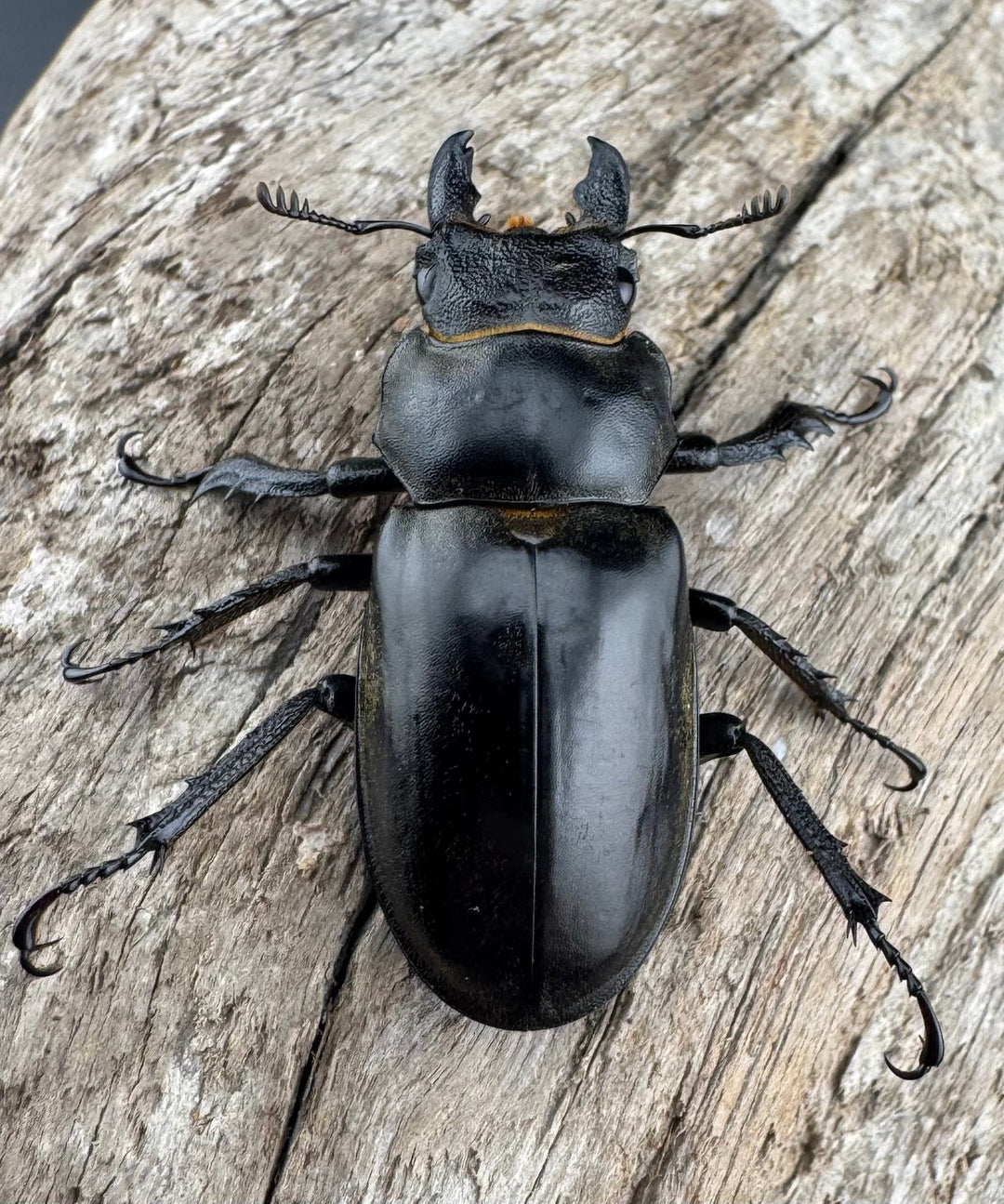 【WD】《ノビリスミヤマ 63mm ペア》