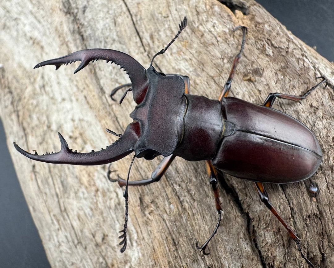 【WD】《デューベイアヌスミヤマ 58mm ペア》