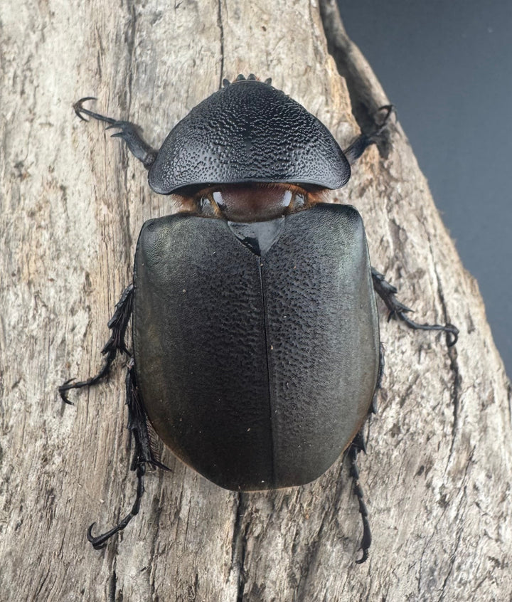 【WD】《ジャワコーカサスオオカブト 54.5mm ♀単》